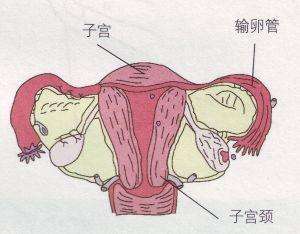 咸阳妇女宫颈肥大反复发作是为什么