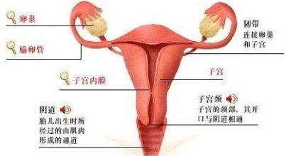 咸阳女性为什么会长卵巢囊肿