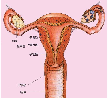 咸阳妇女得子宫内膜炎一般有什么症状